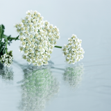 SUBLIME SKIN CREAM 60ML